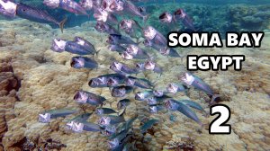 Подводный мир Египта, красное море, Хургада, Сома Бей. Soma Bay Hurghada Egypt Red Sea. ЧАСТЬ 2