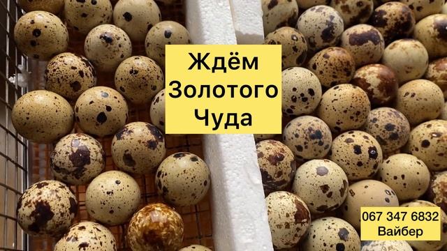 Инкубация мытых яиц//Техасский перепел мясной утяжелённый смотреть онлайн