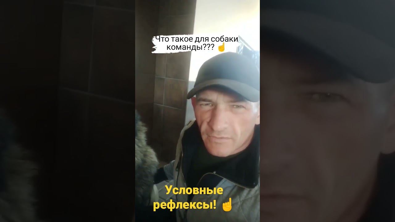 Что такое для собаки команды? ☝️ Условные и безусловные рефлексы! Команды для собак! ☝️ #кременчуг смотреть онлайн