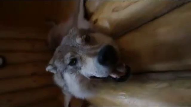 серый волк 2015 sd смотреть онлайн