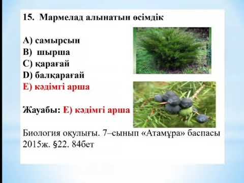 М.Х.Дулати орта мектебі А.Ахаева смотреть онлайн