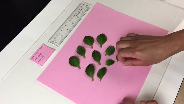 Transpiration Part 3 Setting up Leaf Surface Area Measurements смотреть онлайн