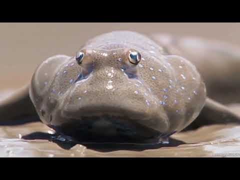 Нерест шпрот Stay Out смотреть онлайн