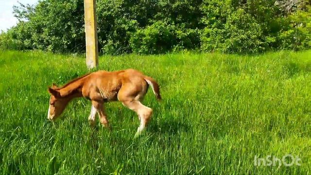 ЛОШАДИ/КОБЫЛА ВИШНЯ ОЖЕРЕБИЛАСЬ!/horses/mare foaled! смотреть онлайн