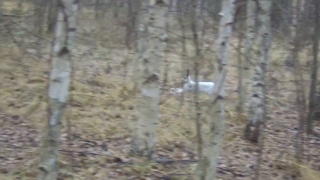 Спортсмен в прыжках и беге!🐰 смотреть онлайн