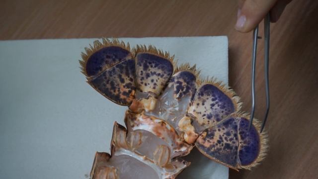 Видео урок "Интригуващият свят на зоологията" смотреть онлайн