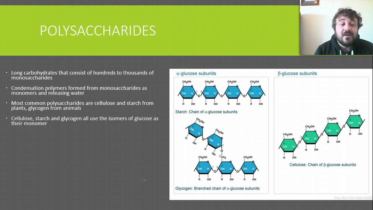 F03 Carbohydrates смотреть онлайн