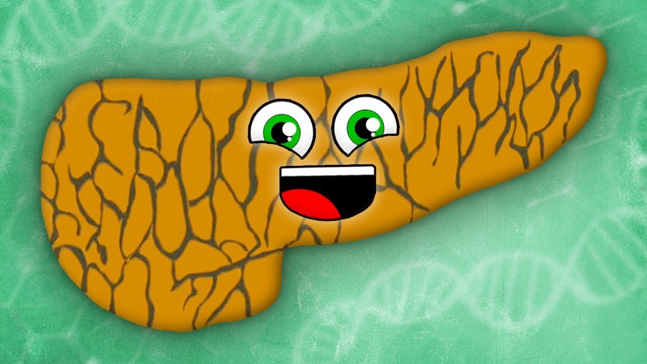 I Am Your Pancreas! | KLT Anatomy смотреть онлайн