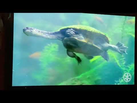 Panasonic Oled TV watching Ultra 4K смотреть онлайн