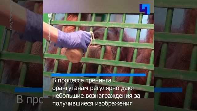 Орангутаны Московского зоопарка занимаются рисованием смотреть онлайн