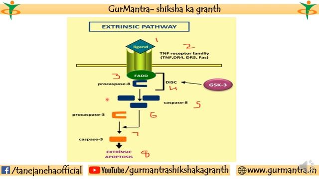 APOPTOSIS PATHWAY | EXTRINSIC PATHWAY OF APOPTOSIS смотреть онлайн