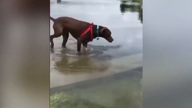 Funniest moments 🐕 Dog and Cats🐈 Смешные Животные #4 смотреть онлайн