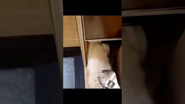 Кот сантехник 😂 смотреть онлайн