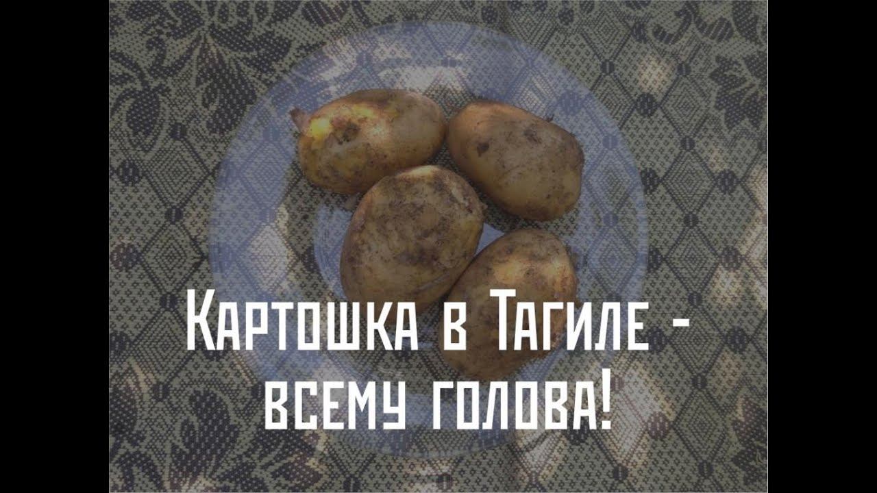 Картошка в Тагиле всему голова смотреть онлайн
