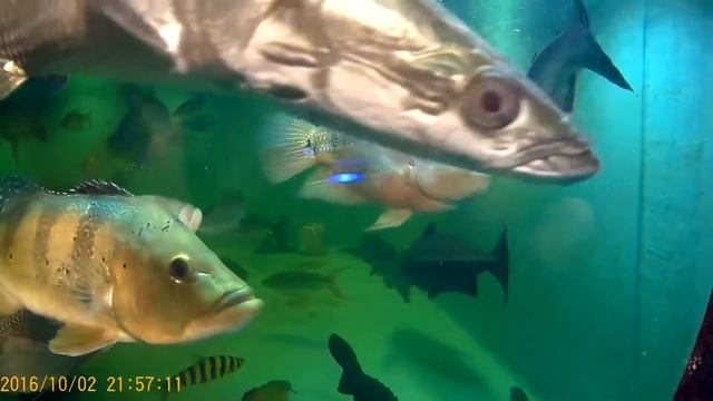 Giant gourami, two, in 4500 gal, ~22" and ~16" смотреть онлайн