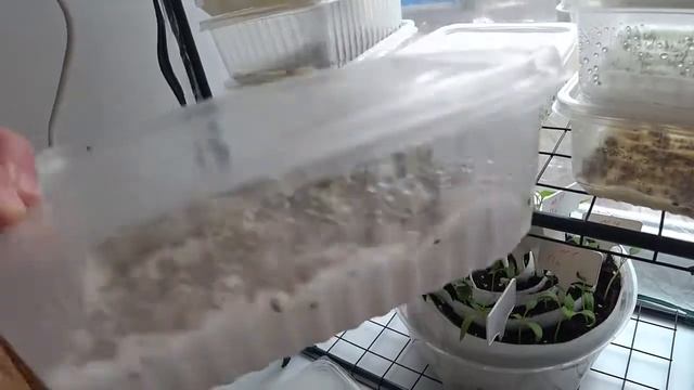 Продолжаю свой эксперимент с микрозеленью ... смотреть онлайн