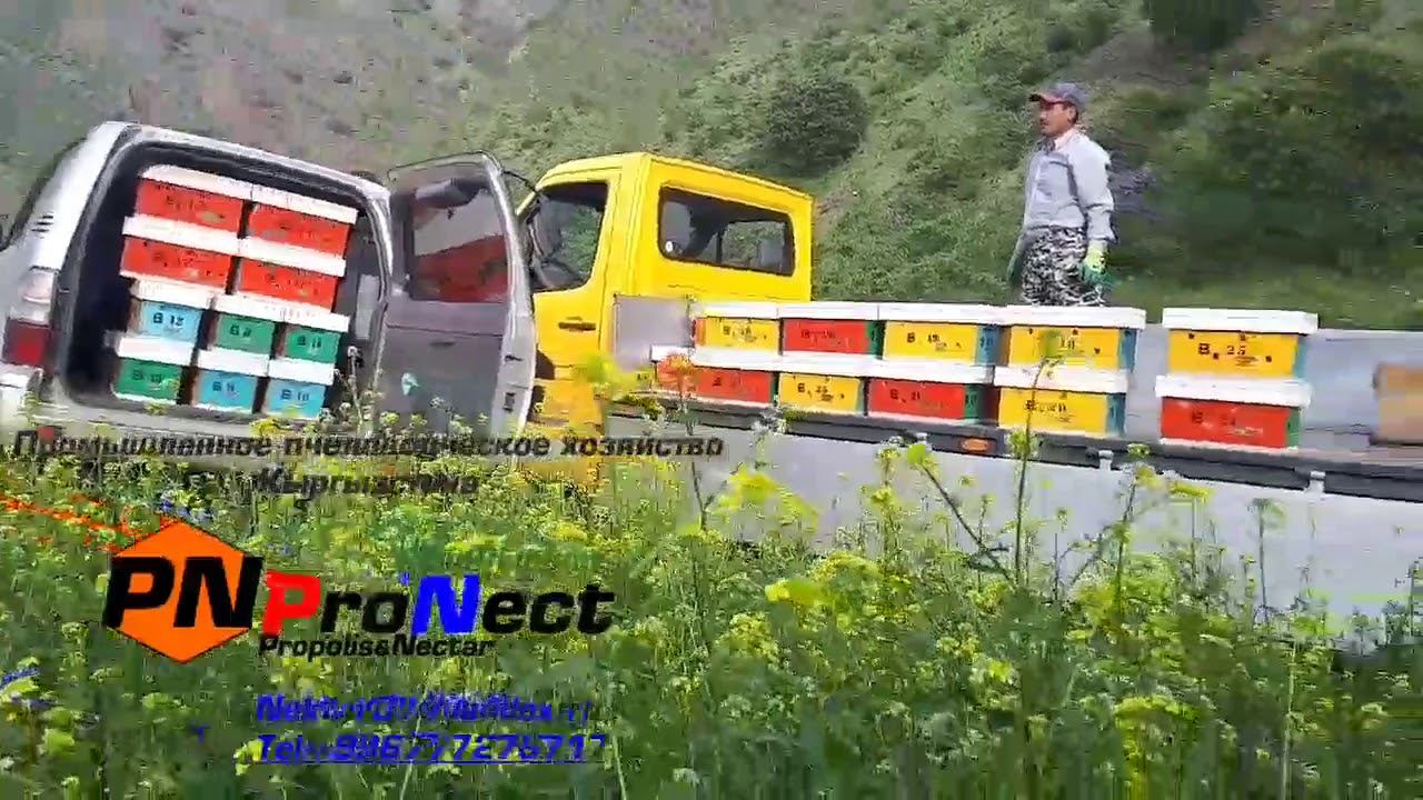 Племенное дело на пасеке ProNect смотреть онлайн