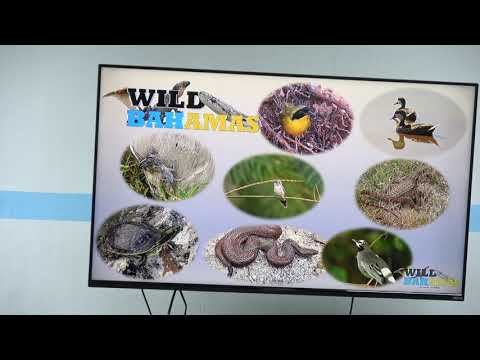 Wild Bahamas: Prehistoric Fauna of The Bahamas with Special Focus on the Bahamian Giant Barn Owl. смотреть онлайн