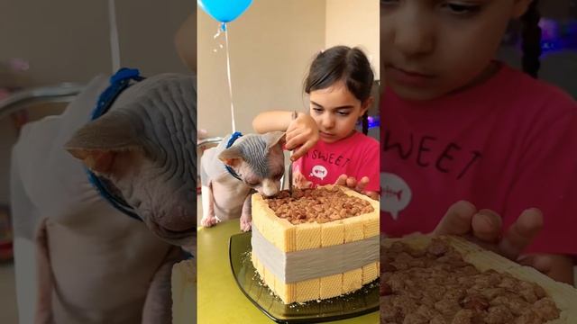 #Тортик для котика⬛❤️В конце показала что внутри #моникапитомцыикоманда #котмильен #Миля#pets смотреть онлайн
