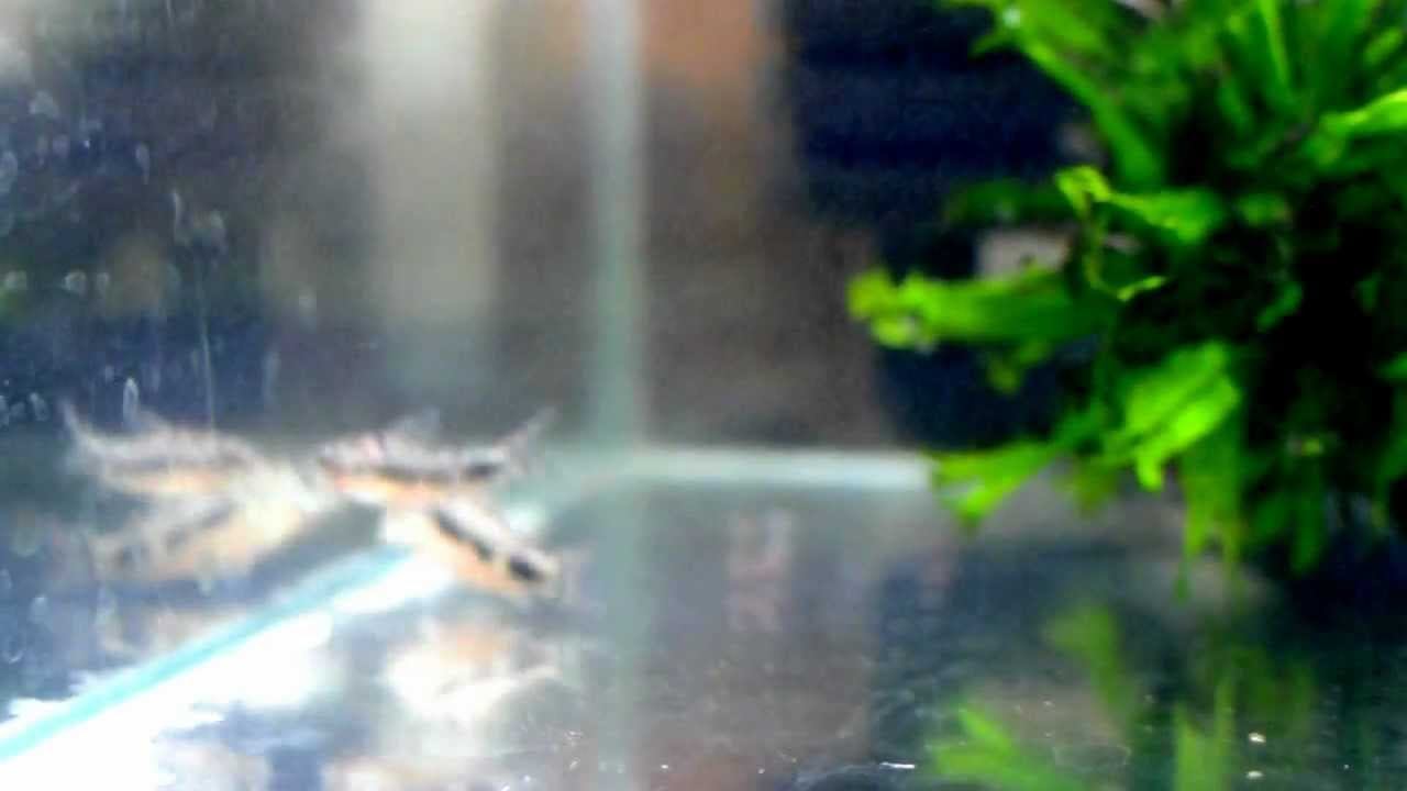 Corydoras habrosus_1372.AVI смотреть онлайн