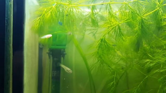 молинезия черная а малек белый смотреть онлайн