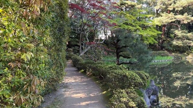 Kyoto 4K Sakura At Heian Jingu Shrine Gardens #平安神宮神苑 #heianshrine #kyoto #japan #kyotowalk