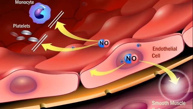 The Role of Angiotensin II in the Process of Atherosclerosis смотреть онлайн