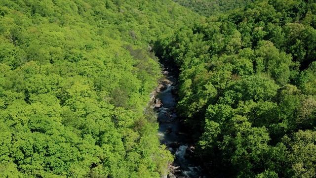 Forest Areal смотреть онлайн