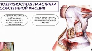 Топографическая анатомия | Фасции шеи. Оперативная хирургия шеи