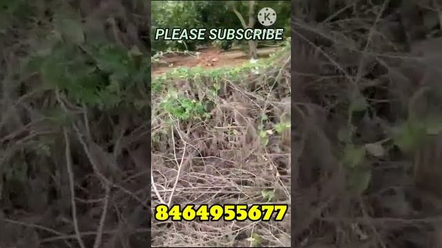 5 ACRES OF MANGO FARM LAND FOR SALE. NELLORE (DT). KALIGIRI. (AP). PH. NO. 8464955677. LAND: ID:634 смотреть онлайн