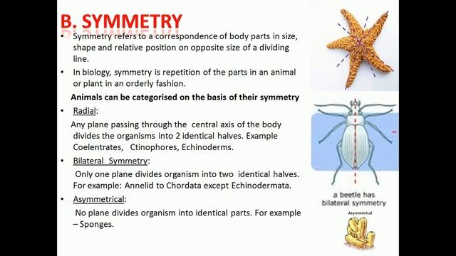 Animal kingdom- BASIS OF CLASSIFICATION смотреть онлайн