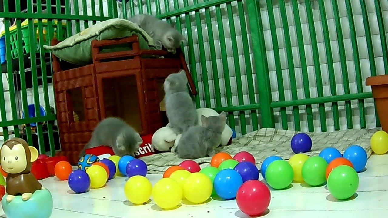 ВОПРОС ОТВЕТ. Говорим о котятах. 150000 на канале Галчата тв