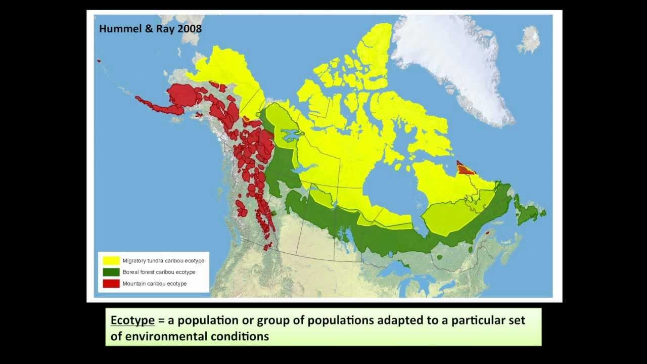 Justina Ray - Caribou designatable units in Canada and implications for assessment and recovery смотреть онлайн