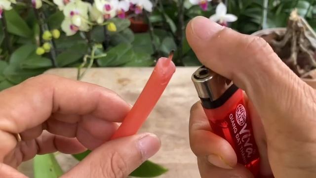 Cách Trẻ Hoá | Cấy Lan Để Không Mục Lõi Cây Và Nhanh Hồi Sinh смотреть онлайн