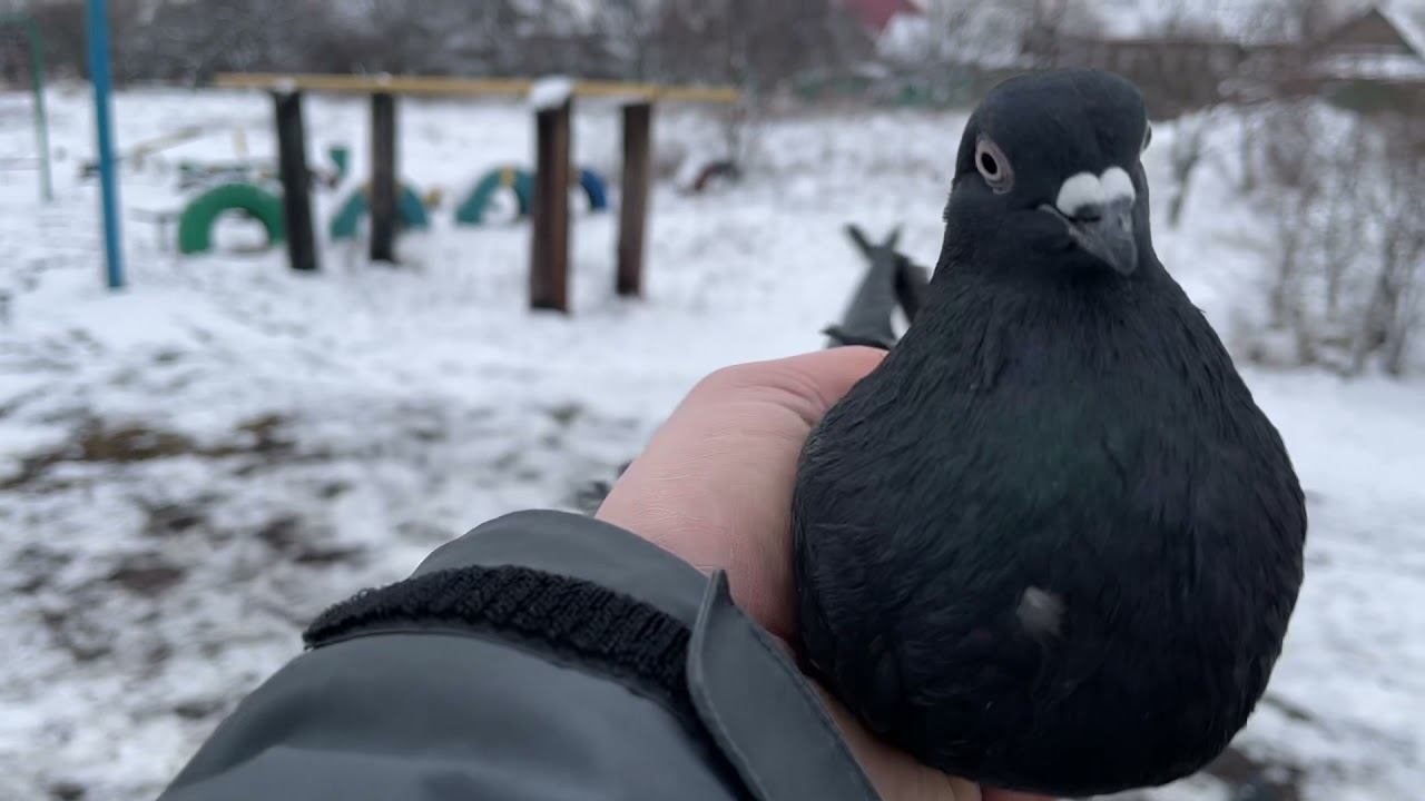 на поляне смотреть онлайн