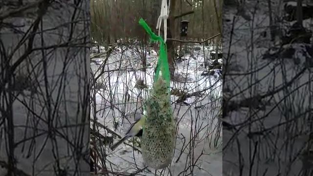 Городская живность в Норвегии смотреть онлайн
