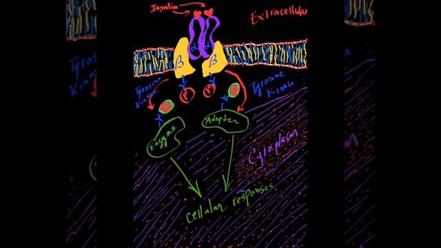 The Tyrosine kinase Activity of the Insulin Receptor @DrAJGhalayini смотреть онлайн
