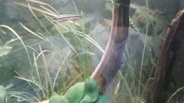 А у нас пополнение😁в акву. смотреть онлайн