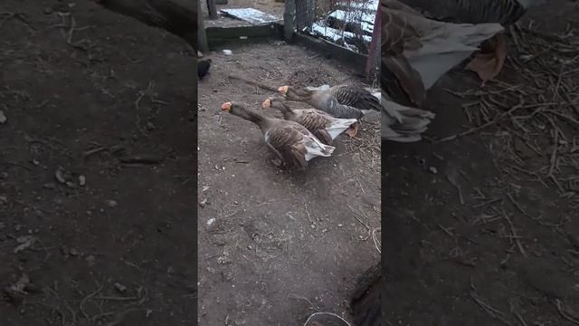 гуси комогоры(молодёжь) смотреть онлайн