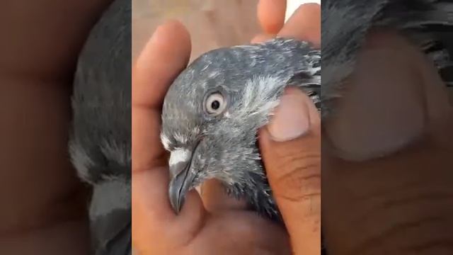 Piplan Pigeon Ustad Mithu Lali Hassan Lali смотреть онлайн