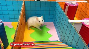 ХОМЯК ВЫБИРАЕТСЯ ИЗ СЛОЖНЕЙШЕГО ЛАБИРИНТА 🐹 ИГРАЕМ ВМЕСТЕ ! Помогаем выбраться из лабиринта !