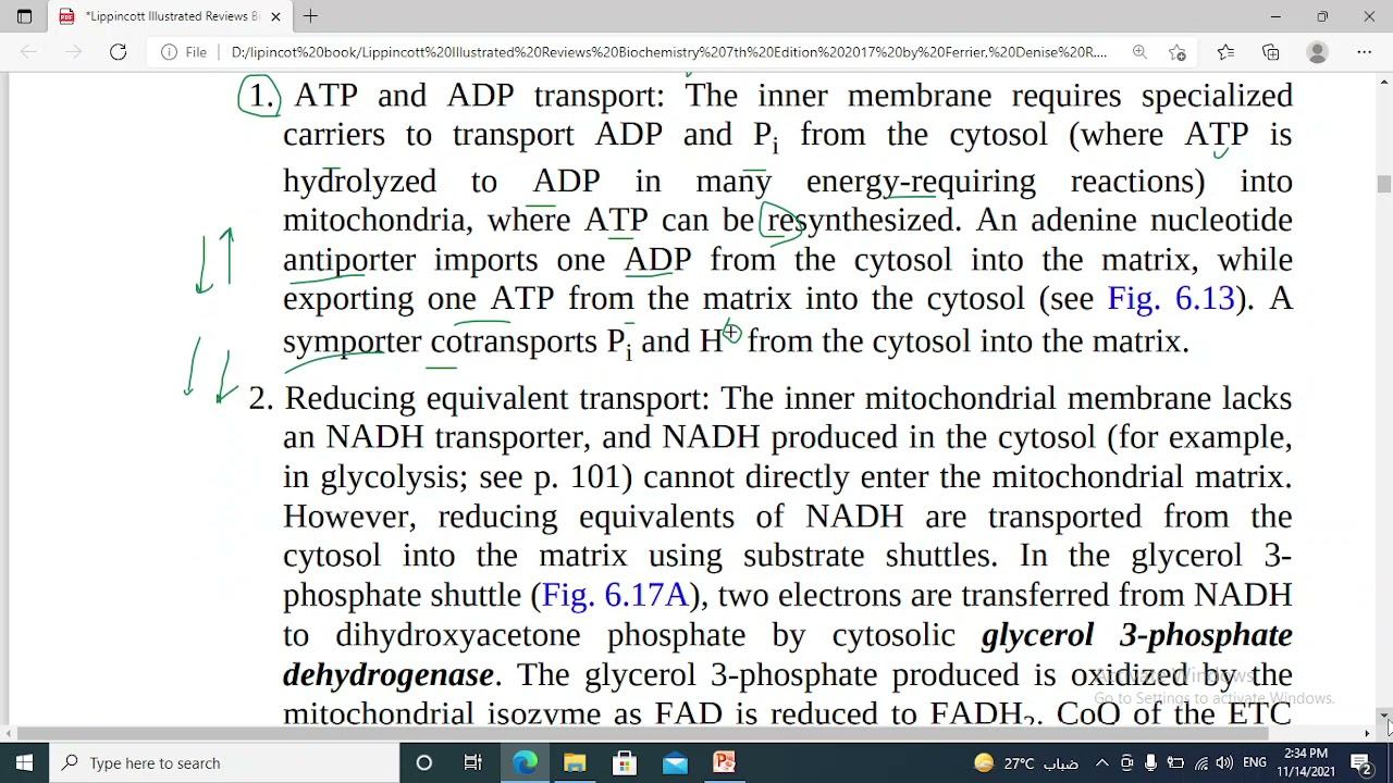 114- bioenergetics electron transport chain ETC (7) ATP- TDP transporter, malate shuttle смотреть онлайн