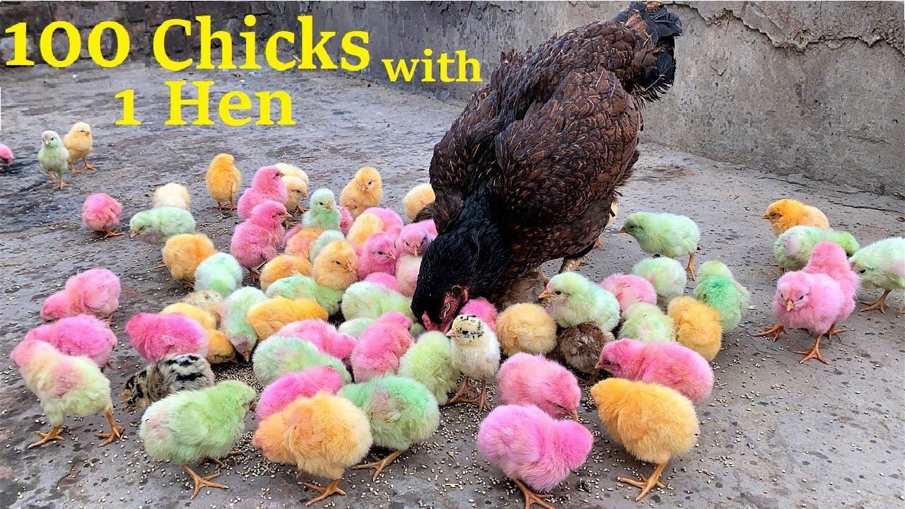 100 Colorful Chicks With One Aseel Hen - Hen Hatched 100 Eggs to Colored chicks смотреть онлайн