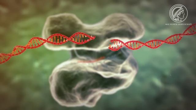 Gen-editing mit CRISPR/Cas9 (english subtitles) смотреть онлайн