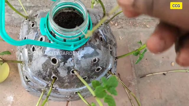 Amazing ideas | Recycling plastic bottles to grow mint at home for beginners смотреть онлайн