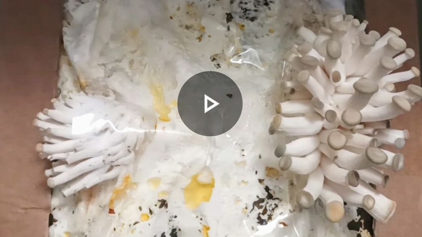 Как вырастить грибы. Выращиваем грибы в квартире. Набор для выращивания грибов. Вешенка. смотреть онлайн