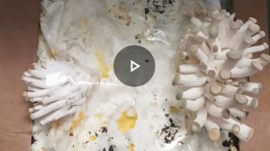 Как вырастить грибы. Выращиваем грибы в квартире. Набор для выращивания грибов. Вешенка.