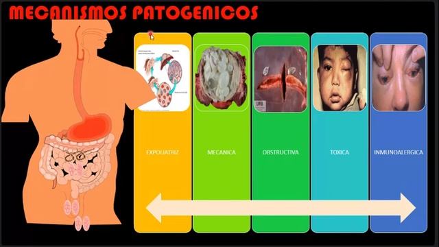 Parasitología C12: Parasitosis Hemotisulares смотреть онлайн