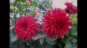 Георгины. Как добиться раннего цветения. Посадка, уход.