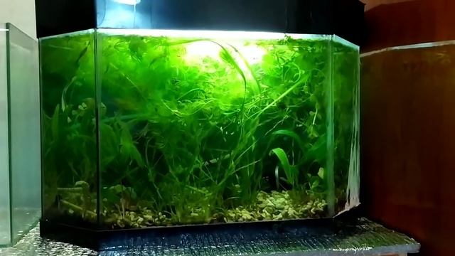 Аквариумная комната смотреть онлайн